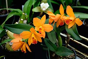 Orchid at the Suffolk Show